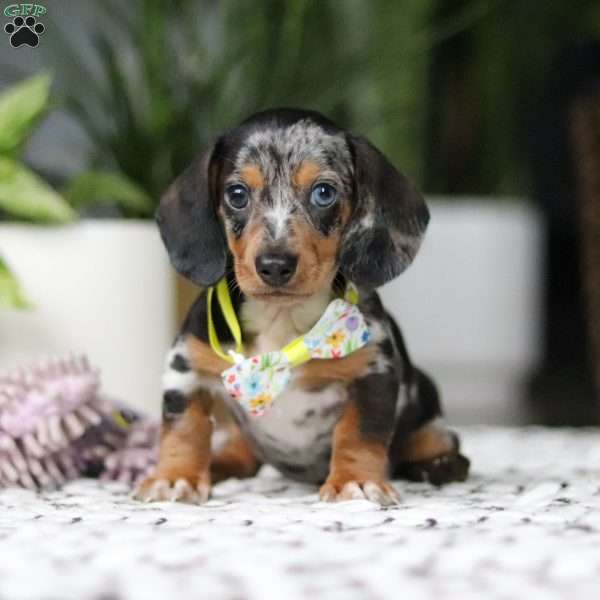 Jake, Dachshund Puppy